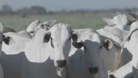 White beef cattle in feedlot watching the camera Stock Footage 129452177