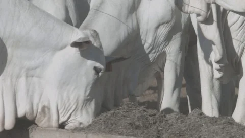White beef cattle in feedlot watching the camera Stock Footage 129452203