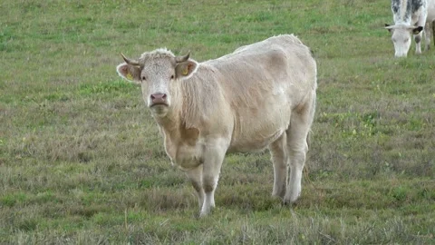 White beef cattle in the meadow Stock Footage 163861074