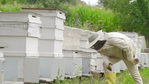 White beehives. Video stock 212346038