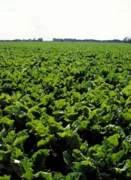 White beet growing Stock Photos