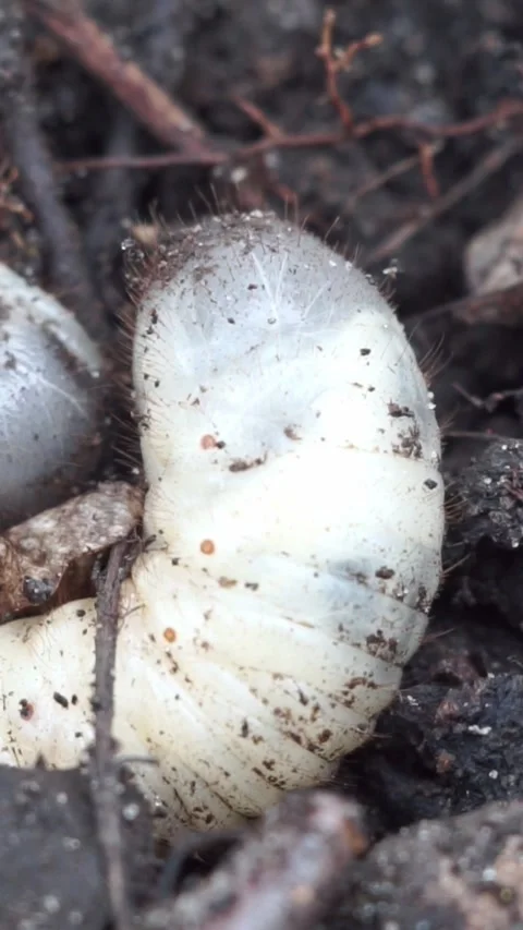 White Beetle Grub Larva Lying in Rich Organic Soil 動画素材 346639394