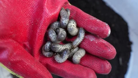 White beetle larvae in the farmer's hand on the background of the soil Stock Footage 155973754