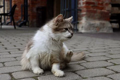 White beige cat Stock Photos