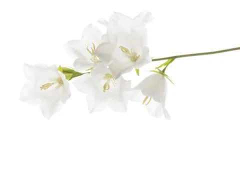White bell Stock Photos