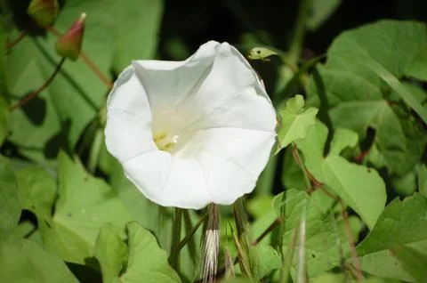 White bell Foto stock