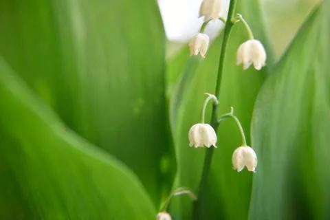 White bellflower with leafs in spring Stock Photos
