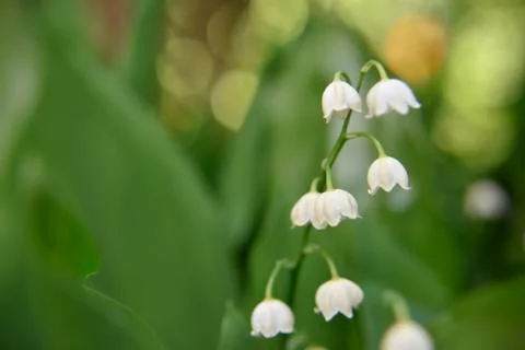 White bellflower with leafs in spring, selective focus Stock Photos