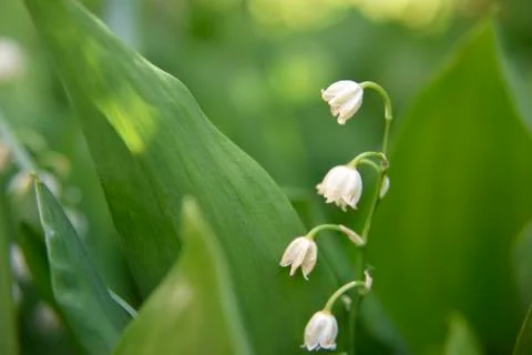 White bellflower with leafs in spring, selective focus Stock Photos