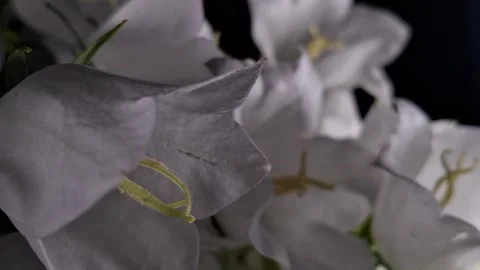 White bellflowers Stock Footage 341676663