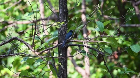 White-bellied drongo looking elegant in profile at Bandhavgarh national park Stock Footage 277487116