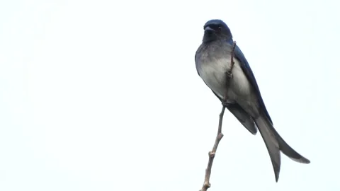 White-bellied Drongo on Tree top rare bird Stock Footage 169957754
