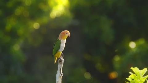 A  White bellied parrot sits on the perch and spreads its wings as it Stock Footage 211795423