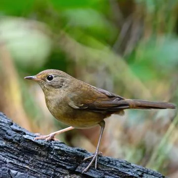White-bellied redstart Stock Photos