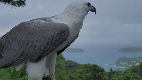 The white-bellied sea eagle, bird of prey Video stock 81005590
