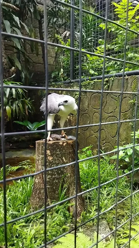 White bellied sea eagle eating catfish on tree stump part 1 Vídeo Stock 340405998