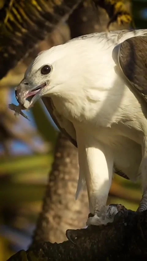 White bellied sea eagle eating prey on tree branch Video stock 341870538