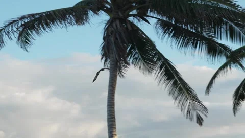 White-bellied sea eagle in flight above tropical palm tree canopy Stock Footage 321898651