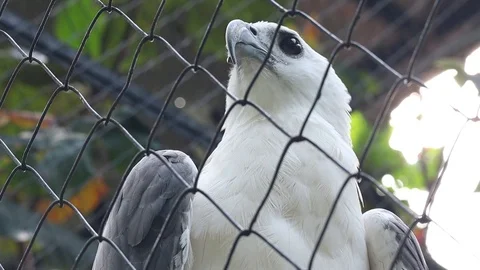 White Bellied Sea eagle 스톡 동영상 119944374