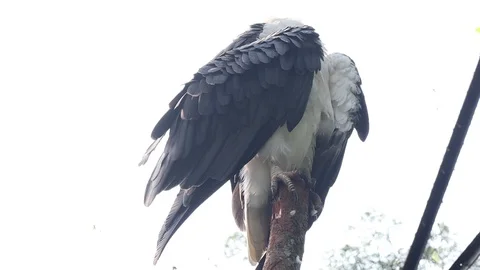 White Bellied Sea eagle 스톡 동영상 119944428