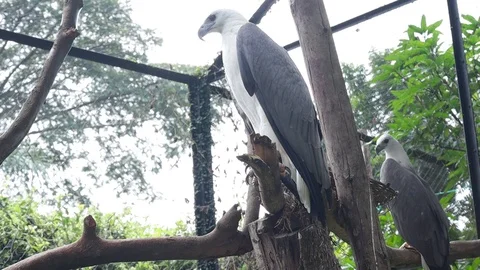 White Bellied Sea eagle Vídeos de archivo 120215681