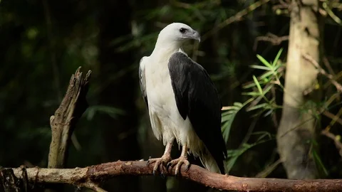 White-bellied Sea-eagle Stock Footage 126227301