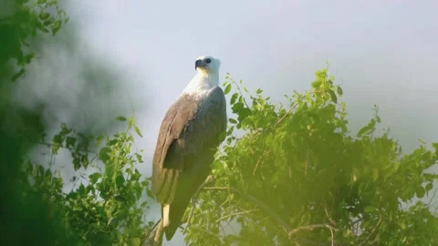 White-Bellied Sea-Eagle Stock Footage 281408110