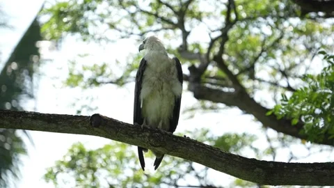 White Bellied Sea Eagle Low Perch Stock Footage 227070538
