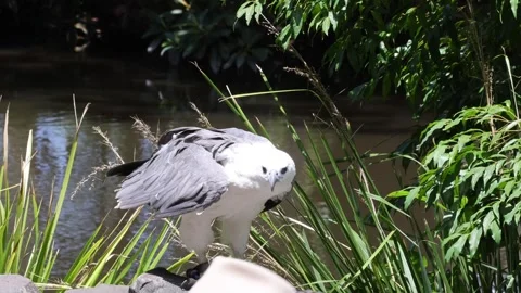 White bellied sea eagle perched on rock spreading its wings and flying off .. Stock Footage 332723590