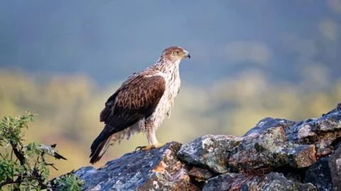 White-bellied Sea Eagle Perched on a Rocky Cliff Stock Photos
