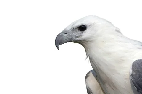 White bellied sea eagle Foto stock