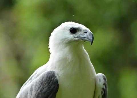 White bellied sea eagle Foto stock