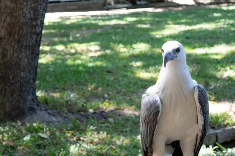 White-Bellied Sea Eagle. Stock Photos