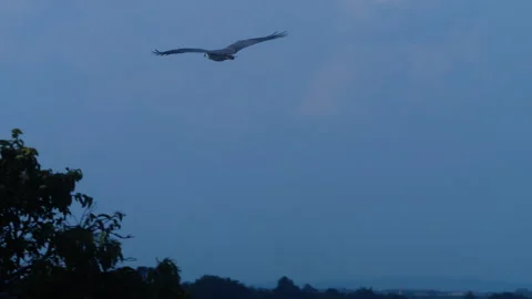 White-bellied sea eagle soaring in blue sky above green forest canopy Stock-Footage 336188205