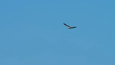 White-bellied sea eagle soaring in clear blue sky Stock Footage 340288797