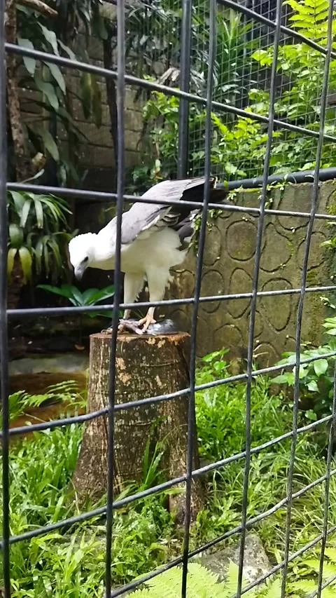 White bellied sea eagle spreading wings while feeding part 2 Vídeo Stock 340406424