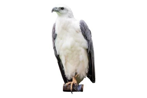 White-bellied Sea Eagle Standing Perched Isolated on White Background Stock Photos