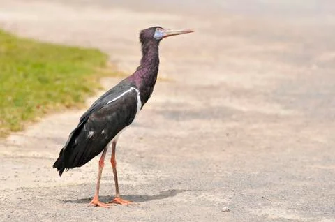 White-bellied Stork Stock Photos