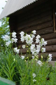 White bells Stock Photos