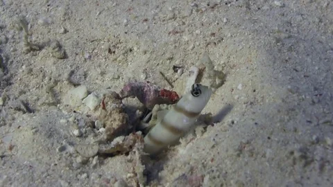 White-belt snapping shrimp  with Steinitz prawn-goby Video stock 78157500