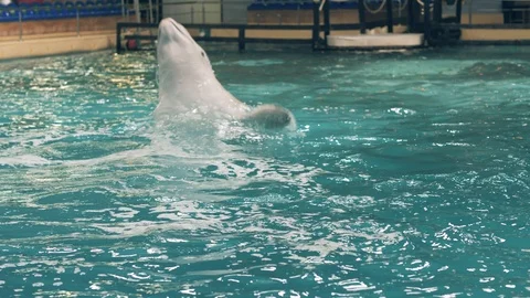 White beluga jumping and diving in swimming pool during training in dolphinarium Stock Footage 89373388