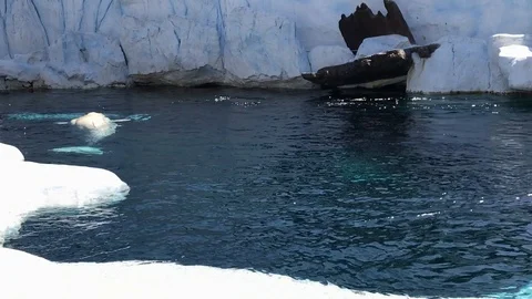 White Beluga Whale Video stock 121934310