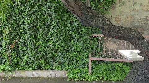 White Bench Ivy Wall Old Tree Garden Stock Footage 335313149