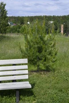 A white bench next to a young pine tree on the lawn in the park in summer Stock Photos