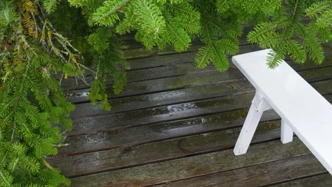 White bench under the branches of a yew tree Stock Footage 260366775