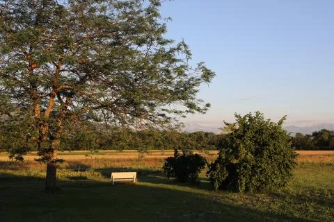 White bench under the tree Stock Photos
