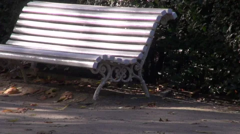 White benches by the hedge in the park Stock Footage 59089539