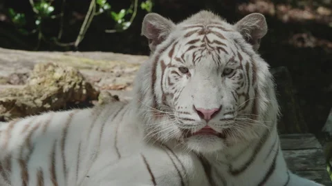 White Bengal Tiger Close Up Looking into Camera. Version 01. 4K locked tripod. Stock Footage 135760887