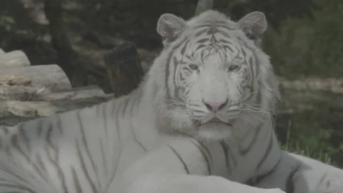 White Bengal Tiger Close Up. Version 02a V-LOG. 4K locked tripod. Stock Footage 135763440