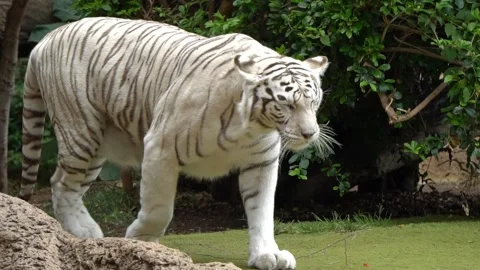 White Bengal Tiger Close Up Walking Video stock 193390078